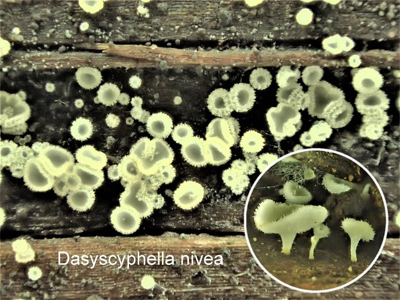 Dasyscyphella nivea-amf1397.jpg - Dasyscyphella nivea ; Syn1: Dasyscyphus niveus ; Syn2: Octospora nivea ; Nom français: Pézize blanc de neige
